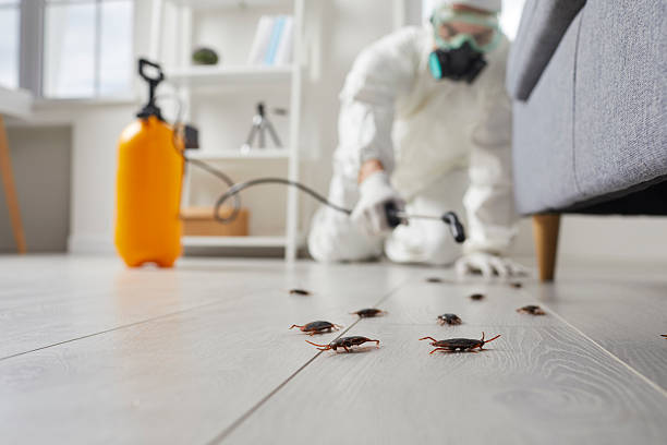 Commercial Rodent Management in Temple City